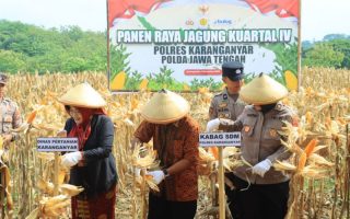 Polres Karanganyar panen jagung kuartal IV, dorong ketahanan pangan dan ekonomi desa