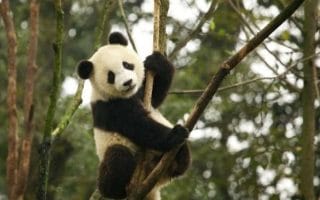 Hubungan Memburuk, Panda Kembar di Jepang Dipulangkan ke China