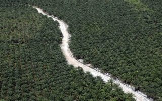Kebun Sawit Dinilai Bukan Pemicu Bencana di Sumatera, Intip Penjelasan Pakar