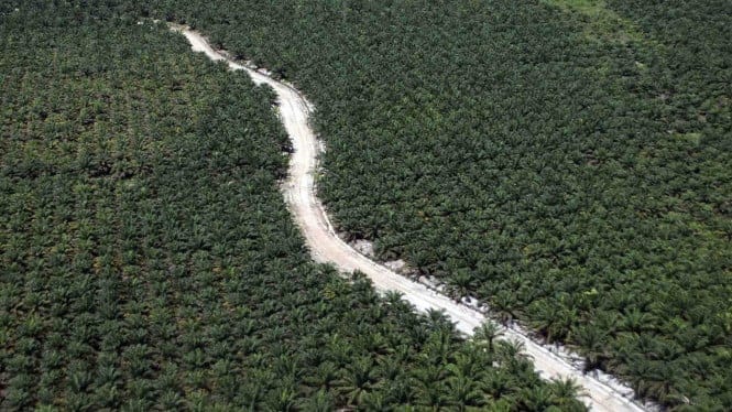 Kebun Sawit Dinilai Bukan Pemicu Bencana di Sumatera, Intip Penjelasan Pakar