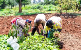 In Kenya, Smallholder Farmers Push Back Against Corporate Control of Agriculture