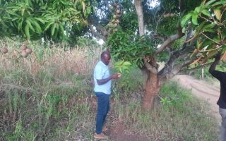 Farmers Can Now Measure and Benefit From Fruit Tree Carbon Trade