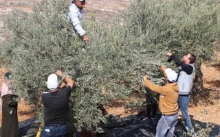 Crackdown on Palestinian civil society is reaching alarming levels, warns UN human rights office