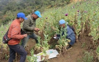 Myanmar: Opium crop hits 10-year high amid conflict and economic collapse
