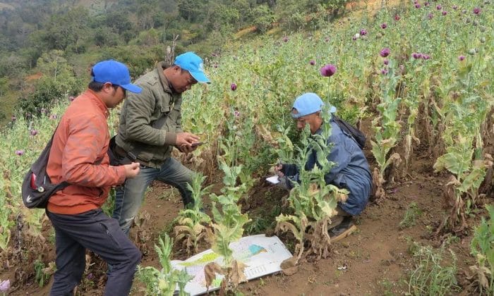 Myanmar: Opium crop hits 10-year high amid conflict and economic collapse