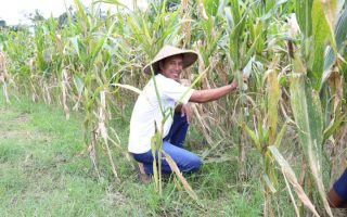 Reforma Agraria lahirkan regenerasi dan kreativitas petani muda di Desa Soso