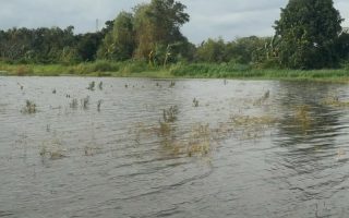 Pemprov Jateng ajukan klaim asuransi usaha petani terdampak banjir