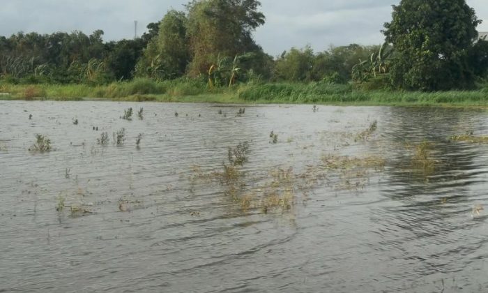 Pemprov Jateng ajukan klaim asuransi usaha petani terdampak banjir