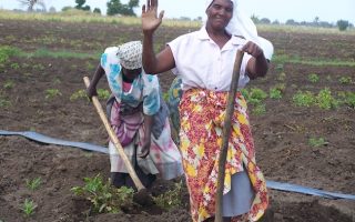Excluding Food Systems From Climate Deal Is a Recipe for Disaster