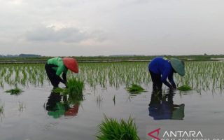 Batang manfaatkan 530,2 ha lahan terdampak rob untuk padi Biosalin