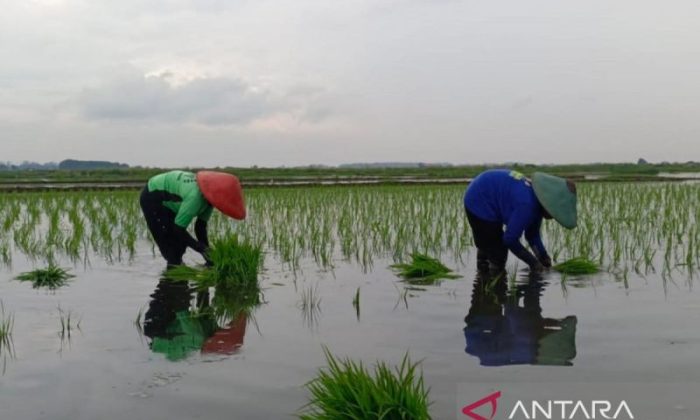 Batang manfaatkan 530,2 ha lahan terdampak rob untuk padi Biosalin