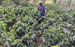 Thousands of Kenya’s Smallholder Coffee Farmers Risk Losing EU Market as Deforestation Law Takes Effect