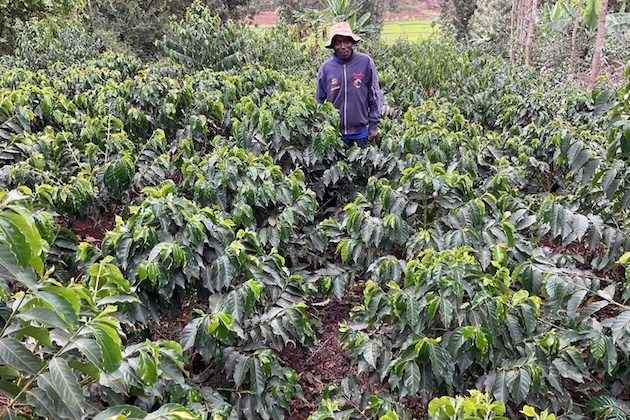 Thousands of Kenya’s Smallholder Coffee Farmers Risk Losing EU Market as Deforestation Law Takes Effect