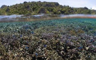 Game-changing international marine protection treaty comes into force