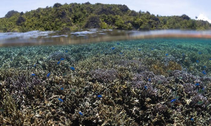 Game-changing international marine protection treaty comes into force