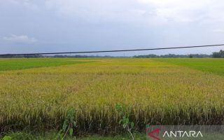 Cilacap pastikan alokasi pupuk subsidi 2026 cukupi kebutuhan petani