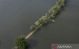 Banjir rendam 1.970 hektare sawah di Kudus