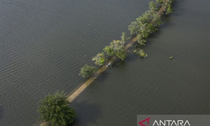 Banjir rendam 1.970 hektare sawah di Kudus