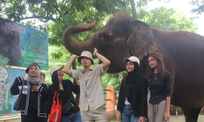 Semarang Zoo resmi menghentikan pertunjukan tunggang gajah