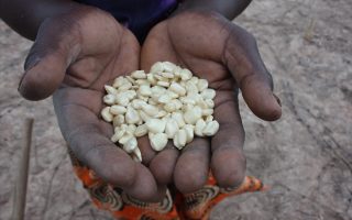 To Develop a Continent, Africa Must Nourish Its Children