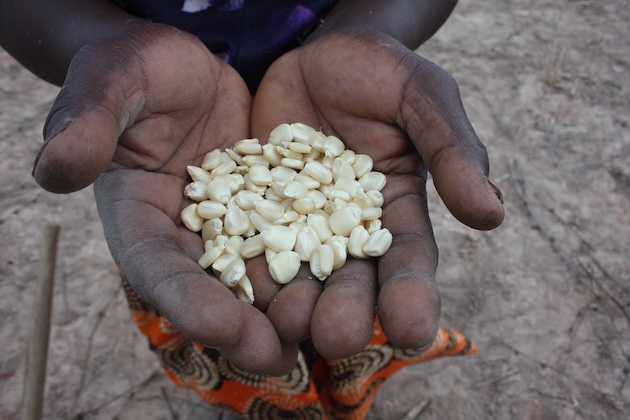 To Develop a Continent, Africa Must Nourish Its Children