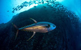Protecting Africa’s Ocean Future and Why a Precautionary Pause on Deep-sea Mining Matters