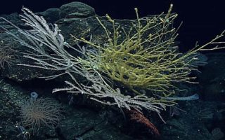 High Seas Treaty Will Transform Our Fragile Ocean for the Better