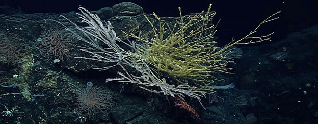 High Seas Treaty Will Transform Our Fragile Ocean for the Better