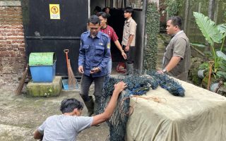 Macan tutul yang menyerang warga Bandung direhabilitasi di Cikembulan Garut