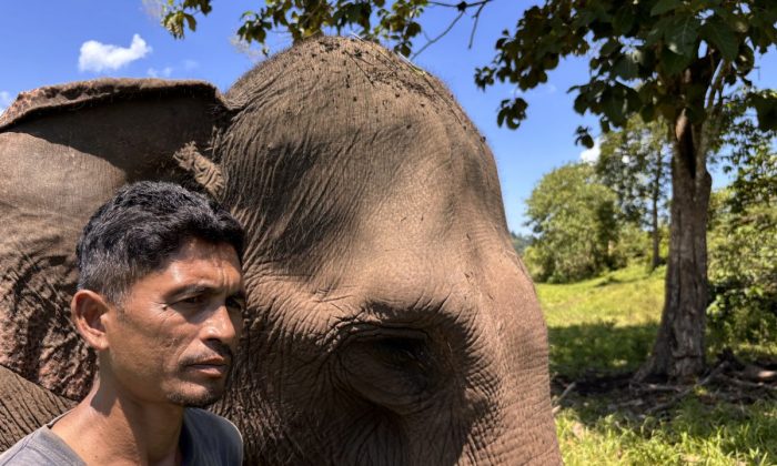 Ekosistem gajah berubah pascabencana Sumatera