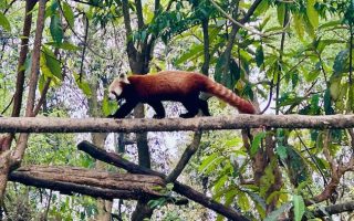 As Biodiversity Loss Grows, Rome Talks Urge Nations to Step Up Action