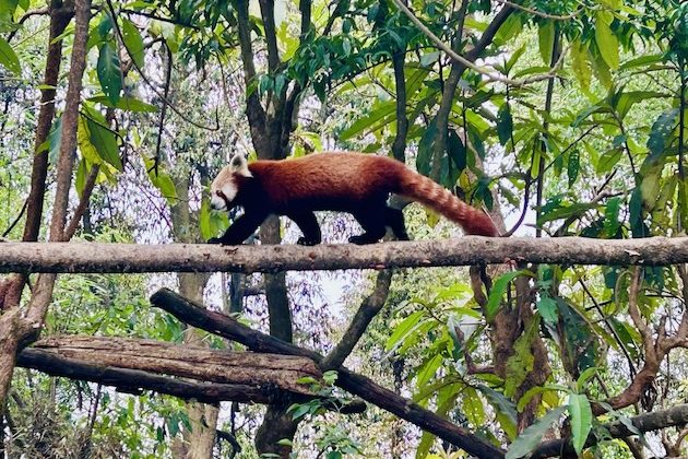 As Biodiversity Loss Grows, Rome Talks Urge Nations to Step Up Action