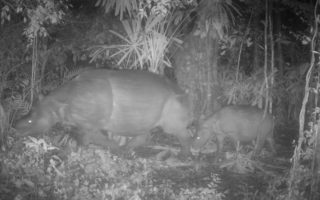 Kemenhut melaporkan penemuan induk dan anak badak jawa di TN Ujung Kulon