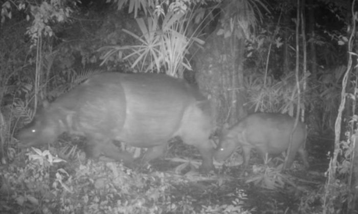 Kemenhut melaporkan penemuan induk dan anak badak jawa di TN Ujung Kulon