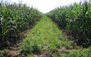 Africa’s Food Systems Will Not Transform Without Parliamentary Accountability