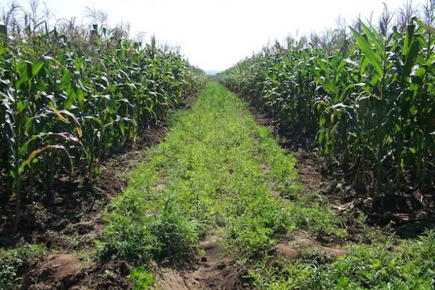 Africa’s Food Systems Will Not Transform Without Parliamentary Accountability