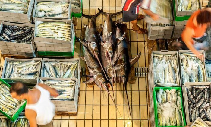 Fresh report warns fish fraud extends to one fifth of global catch