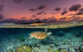 One in Four Migratory Species Under Threat, But Conservation Efforts Can Reap Rewards