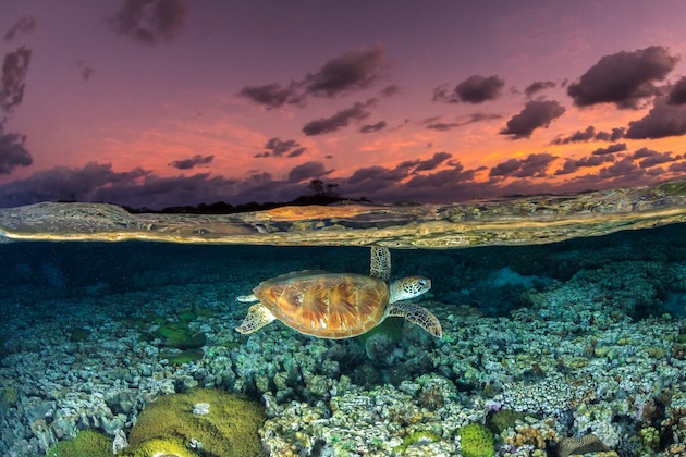 One in Four Migratory Species Under Threat, But Conservation Efforts Can Reap Rewards