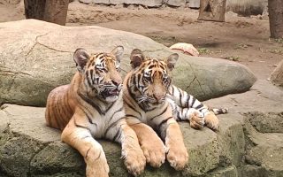 Kemenhut meningkatkan biosekuriti pascakematian harimau di Bandung Zoo