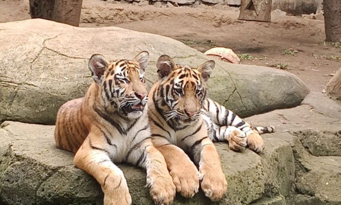 Kemenhut meningkatkan biosekuriti pascakematian harimau di Bandung Zoo