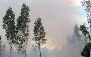 Forests are more than a resource: How Belarus protects its vital ecosystem
