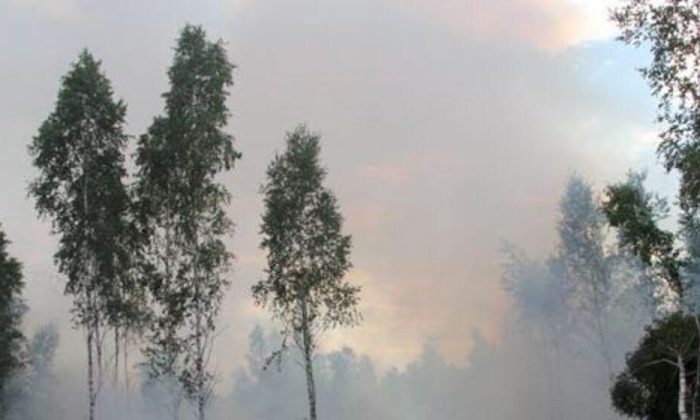 Forests are more than a resource: How Belarus protects its vital ecosystem