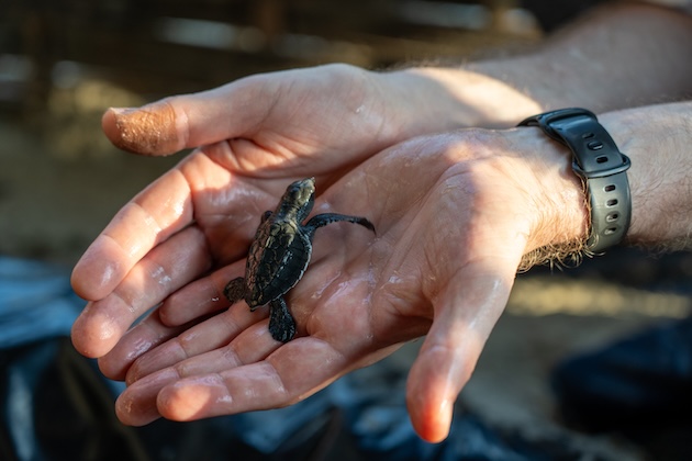 Guardians of the Sea: How GEF Small Grants Program Enables Young Volunteers Take the Lead in Sea Turtle Conservation