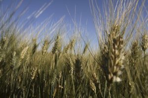 The Grocery Bill Is Calm – The AgriFood System Is Not