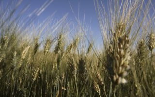 The Grocery Bill Is Calm – The AgriFood System Is Not