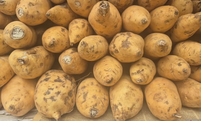 Perluas produksi, Sumedang kembangkan ubi Cilembu via kultur jaringan
