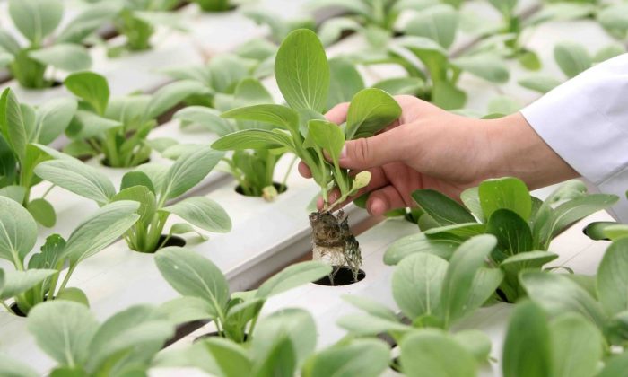 10 Green Jobs Paling Dicari pada 2026, Ada yang Bergaji Tinggi dan Minim Saingan