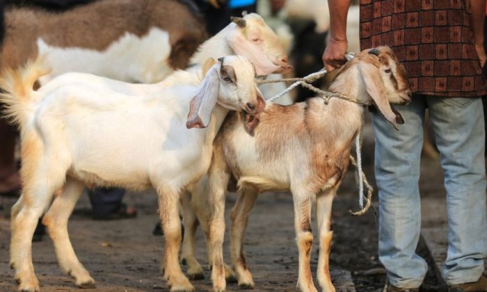 Bolehkah Berkurban Atas Nama Orang yang Sudah Meninggal? Begini Hukumnya dalam Islam