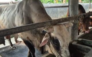 Waketum MUI: Sapi Bantuan Kurban Presiden Pakai APBN Sah Secara Syariat dan Konstitusional
